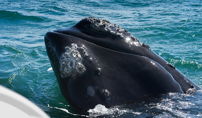 A large whale near a small boat during a whale watching tour in South Africa
