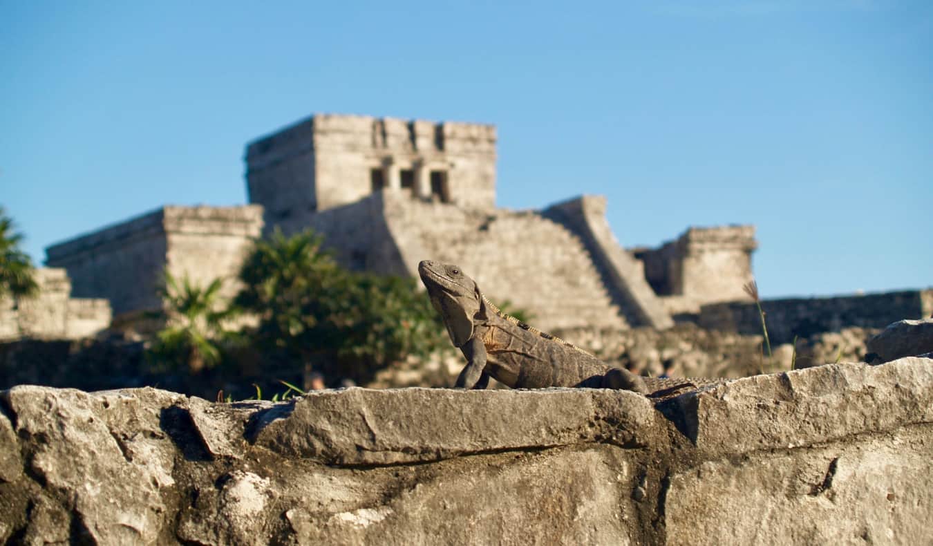 An iguana sitting on the ruins of Tulum with more ruins in the background