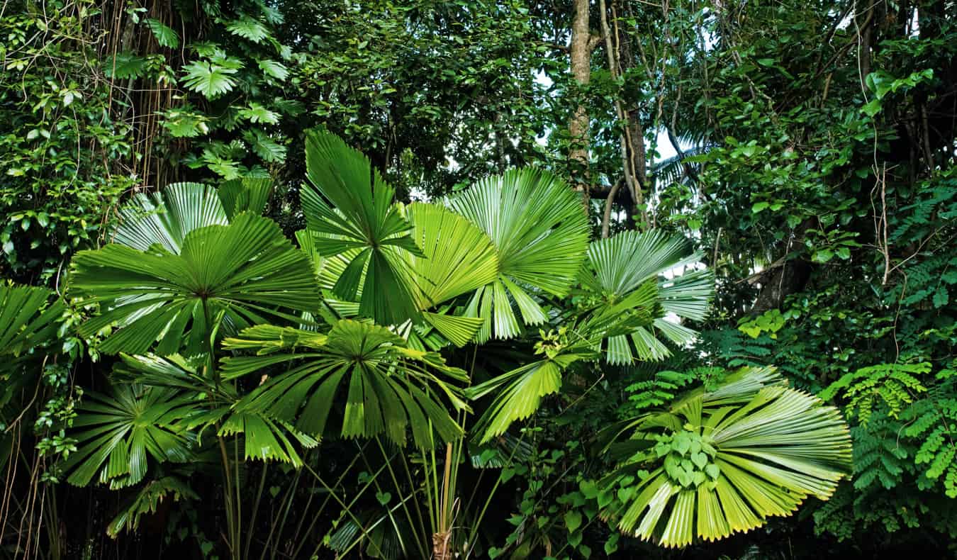 The lush green jungles of Australia