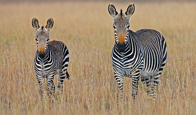 Zebra standing in tall grass on safari in beautiful South Africa