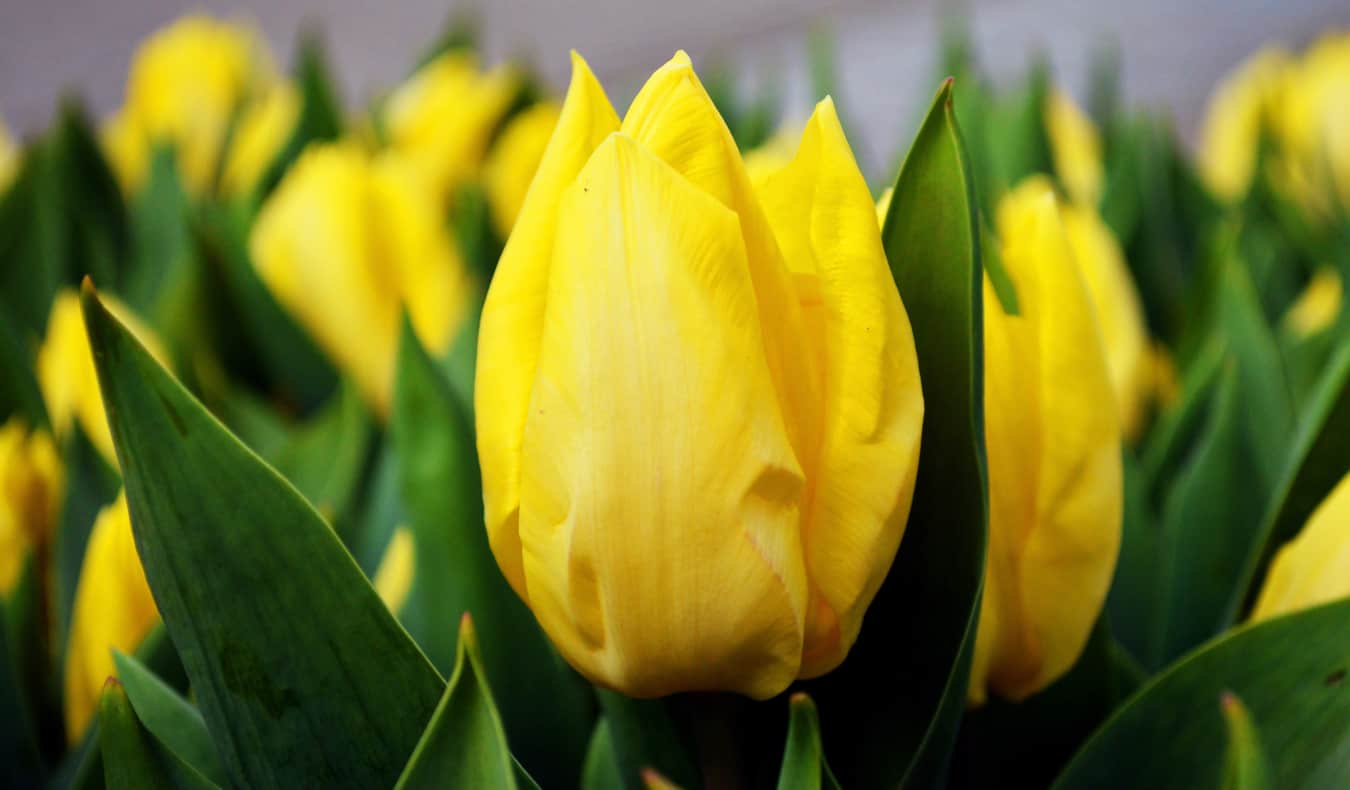 Close up on yellow tulips.