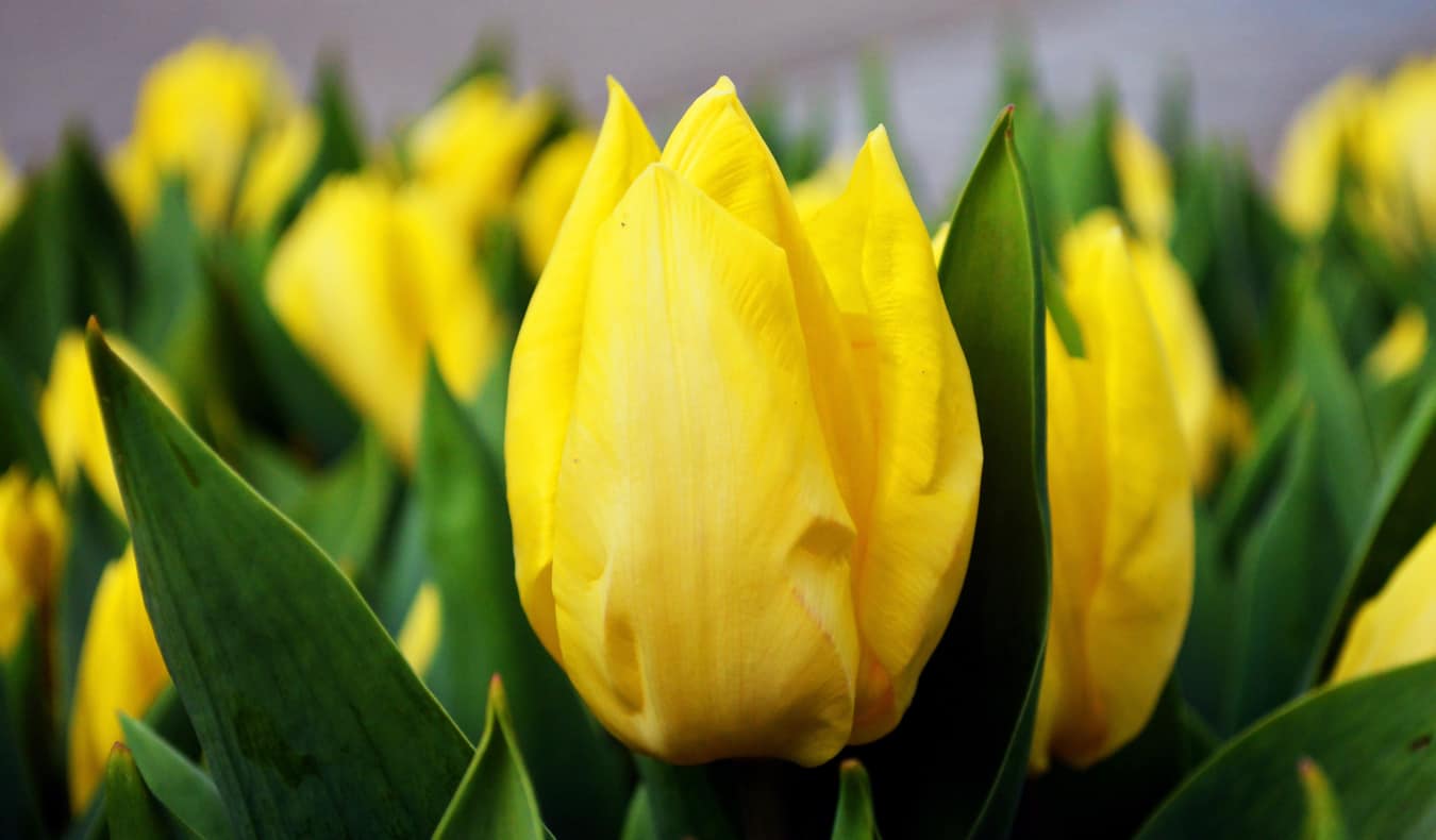 The small Tulip Museum in Amsterdam, Netherlands