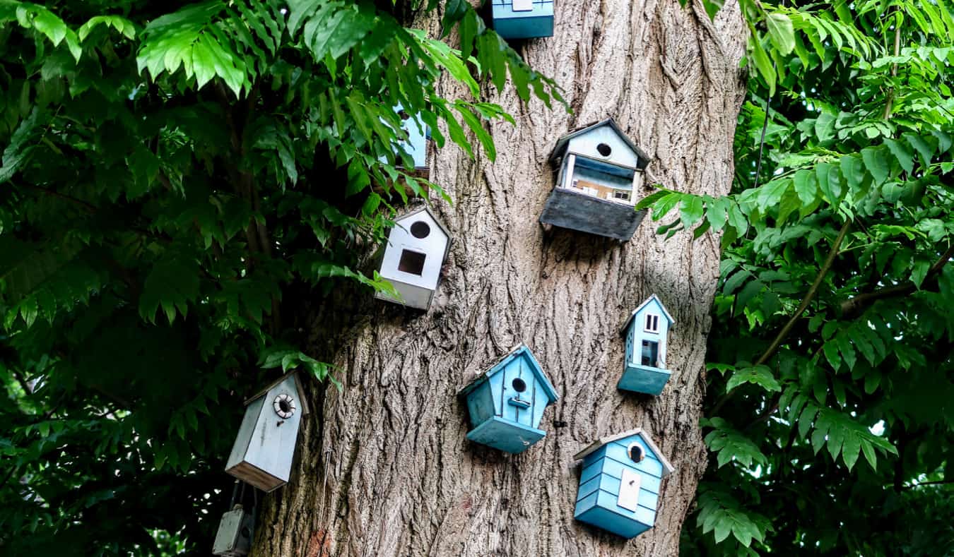 Birdhouses on a tree in Vondelpark, Amsterdam