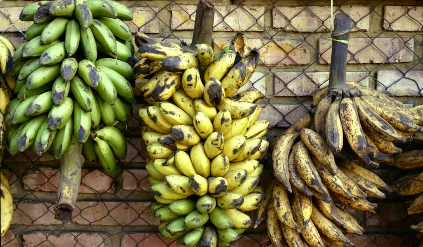 Bunches of bananas in Bogota, Colombia