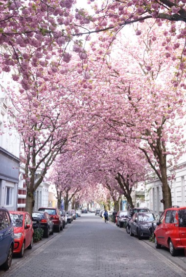 Colorful cherry blossoms on a quiet street in Bonn, Germany