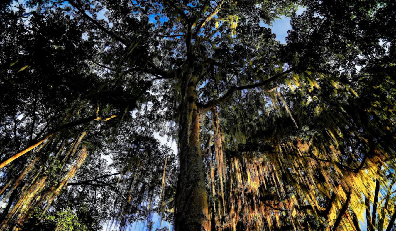 A forest and trees in San Gil, Colombia