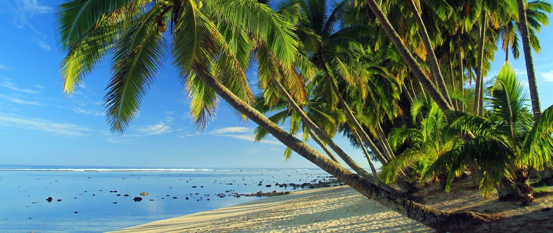 Lush palm trees leaning over a sandy beach on the stunning coast of the Cook Islands