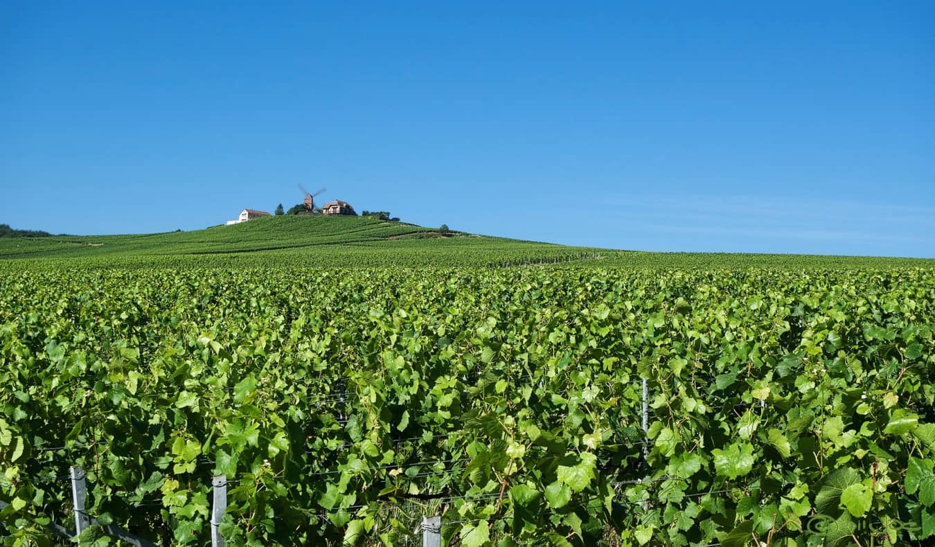 The rolling yellow fields of the Champagne region of France after the harvest