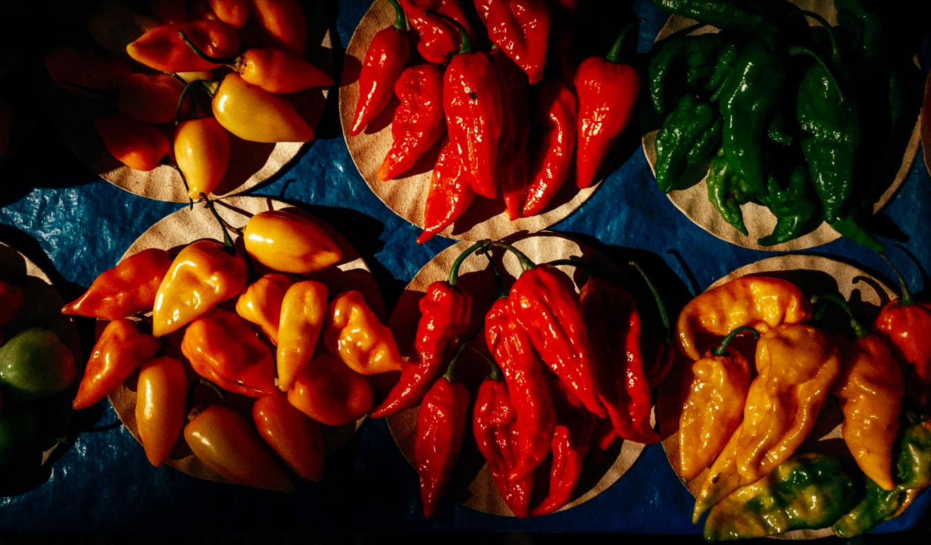 A pile of colorful hot peppers