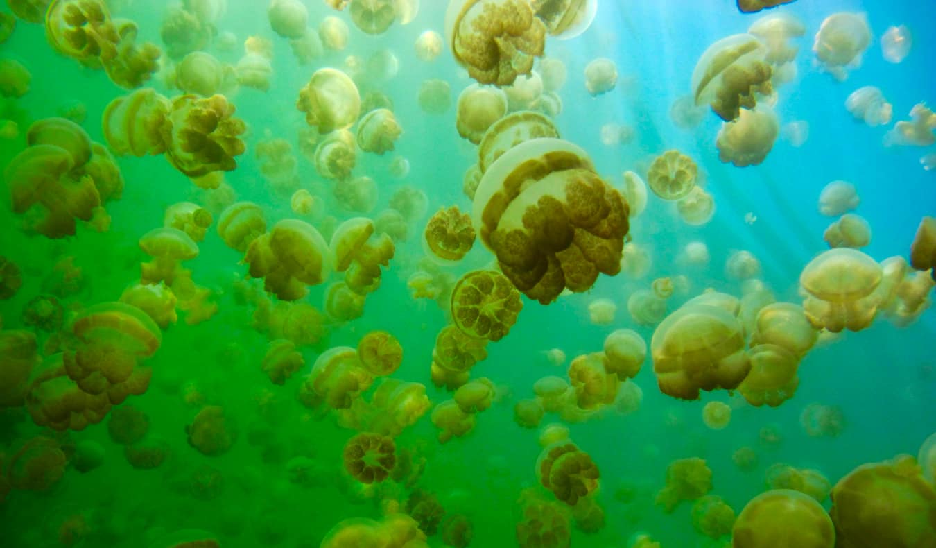 The many colorful jellyfish in Jellyfish Lake, Palau