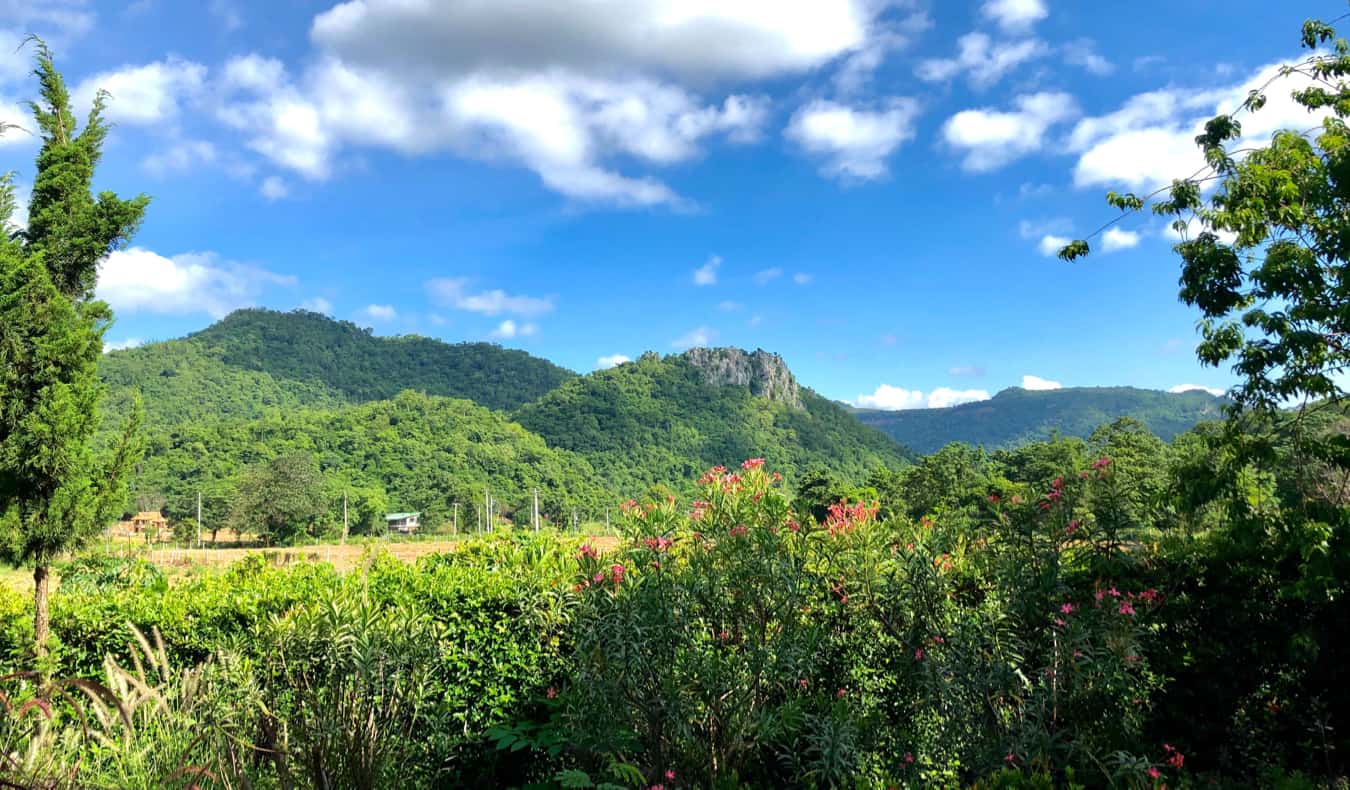 Lush trees and jungle in Khao Yai National Park in Thailand