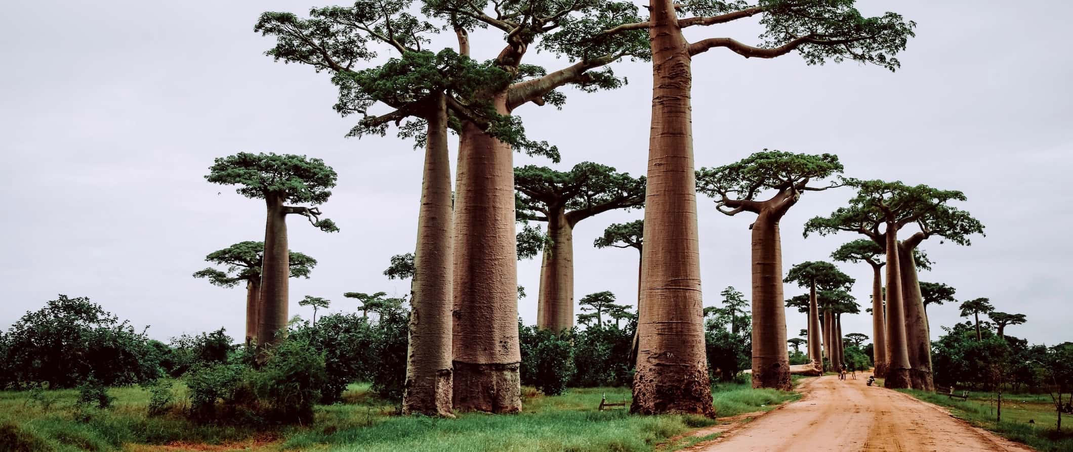 Locals with a cart standing near massive baobab trees in beautiful Madagascar, Africa