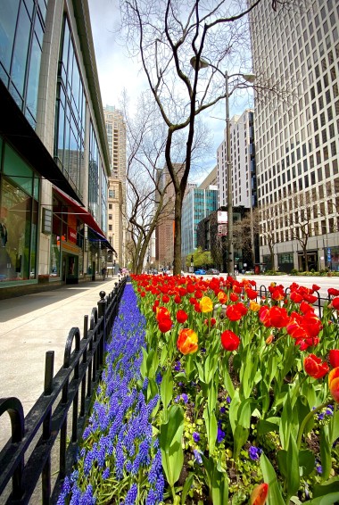 flowers on Magnificent Mile in Chicago