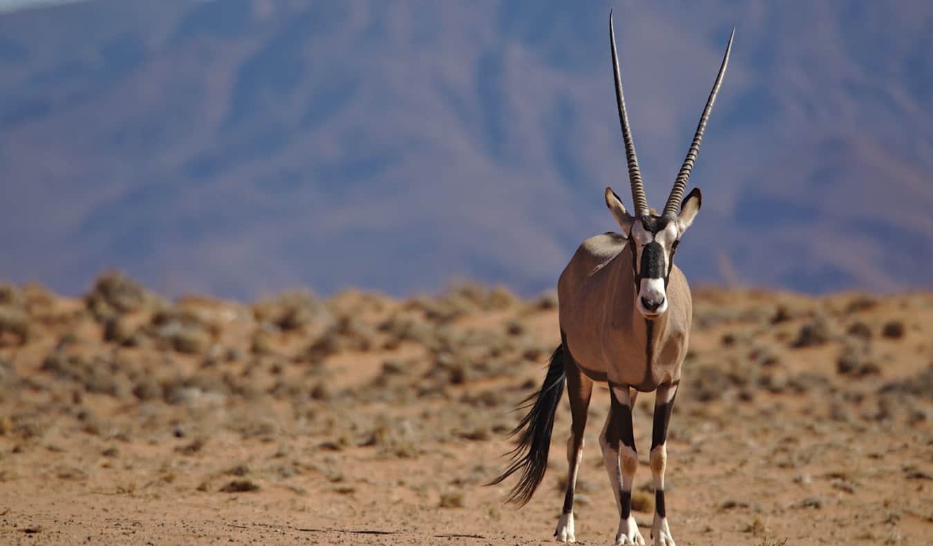 Wildlife in the desert of Namibia