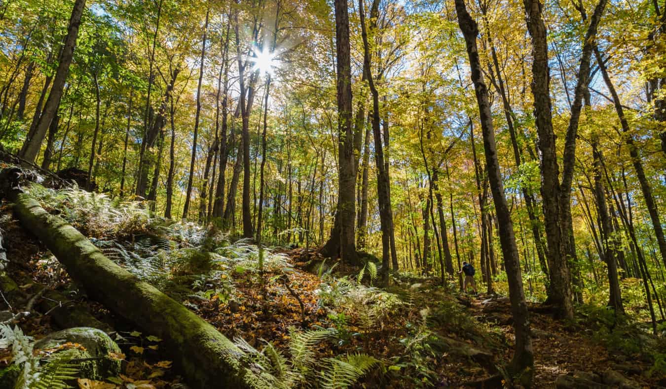 A solo traveler hiking in the Green Mountain National Forest