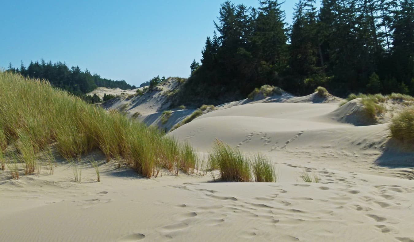 The sweeping sand dunes on the coast of Oregon, USA