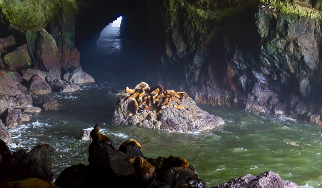 Sea lions resting in a massive cave on the coast of Oregon, USA