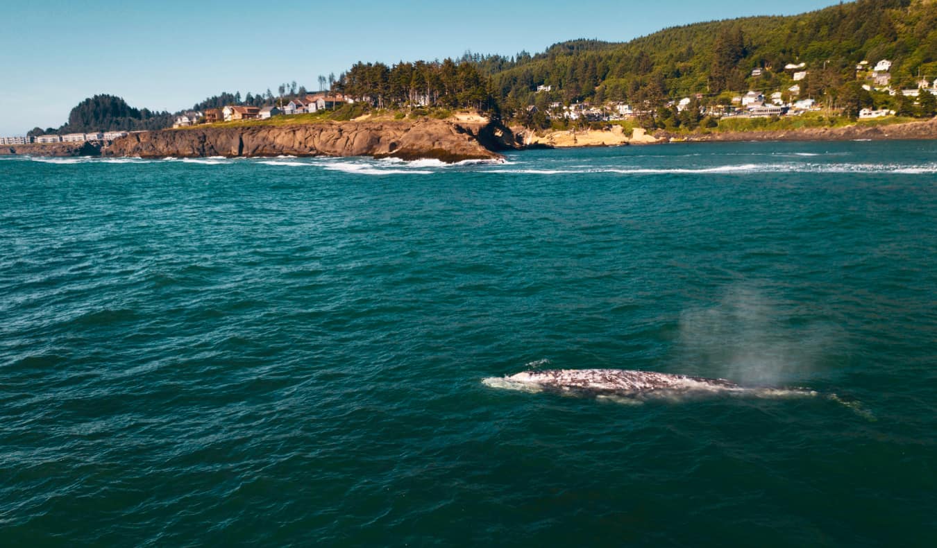 A solo whale swimming in the waters near the coast of Oregon, USA