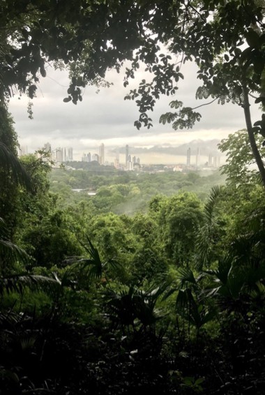 Panama City as seen from Metro Park and its lush greenery