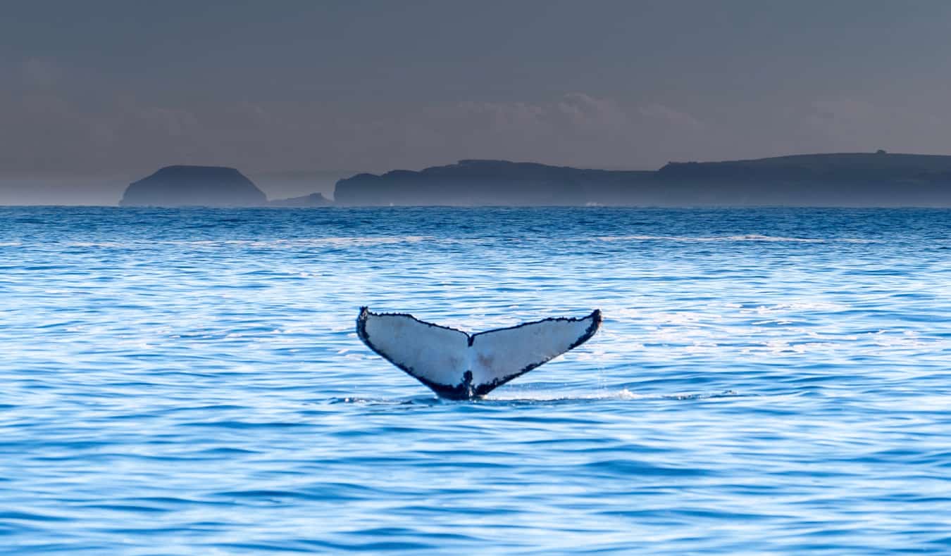 The scenic coastal views of Phillip Island near Melbourne, Australia