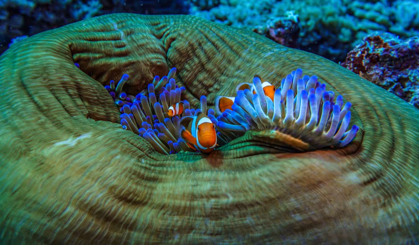 Clownfish in the Gili Islands, Indonesia while scuba diving