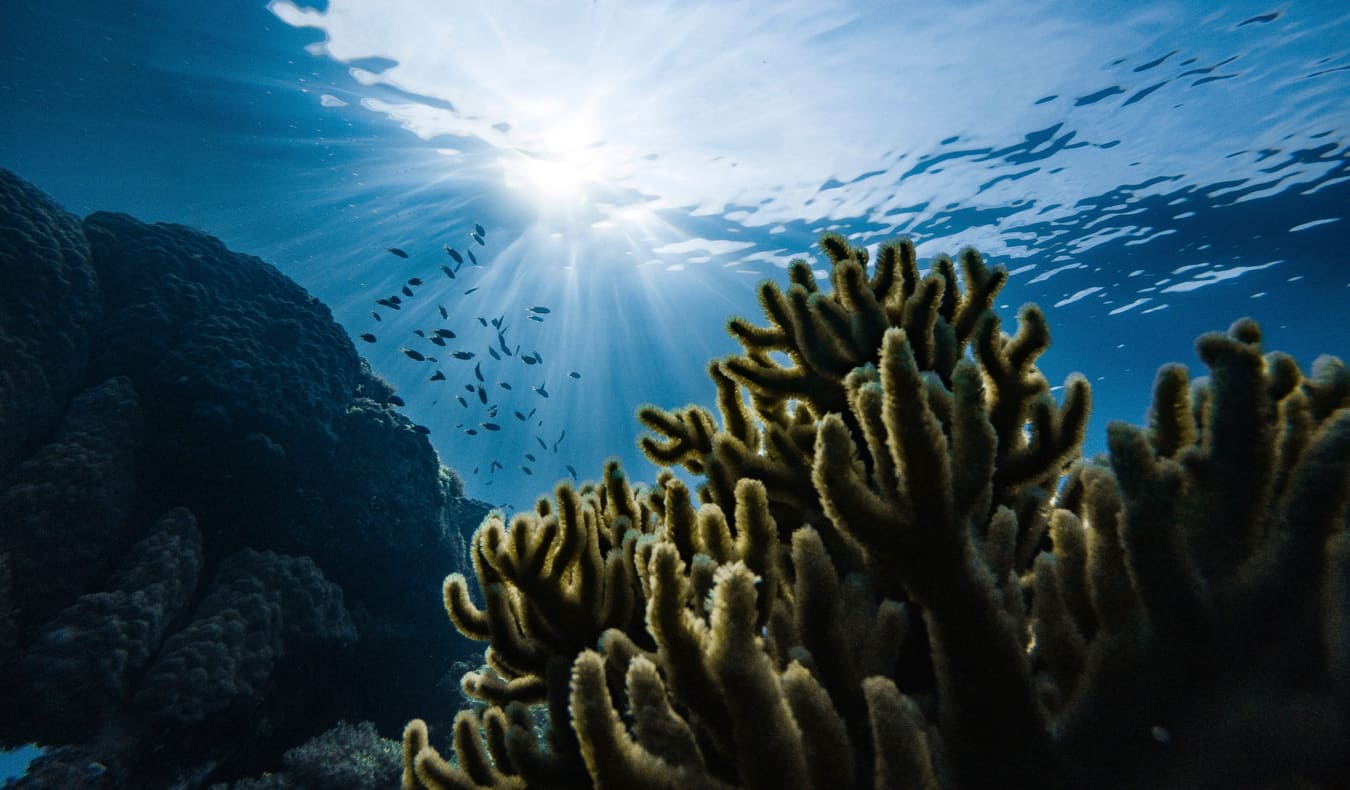 A coral reef in Micronesia while scuba diving