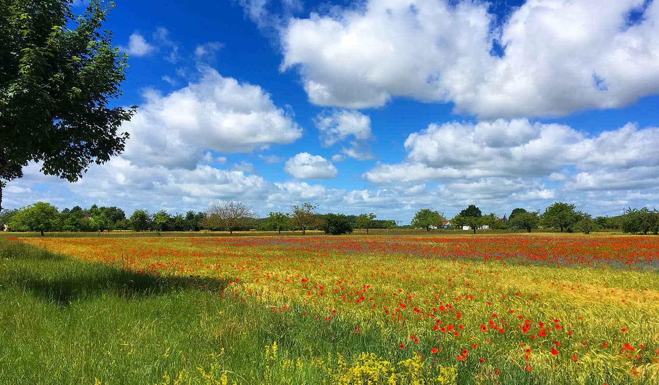 a bright field in France on a sunny day filled with colorful flowers