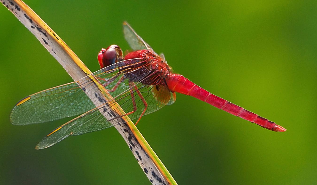 The Sungei Buloh Wetland Reserve in Singapore