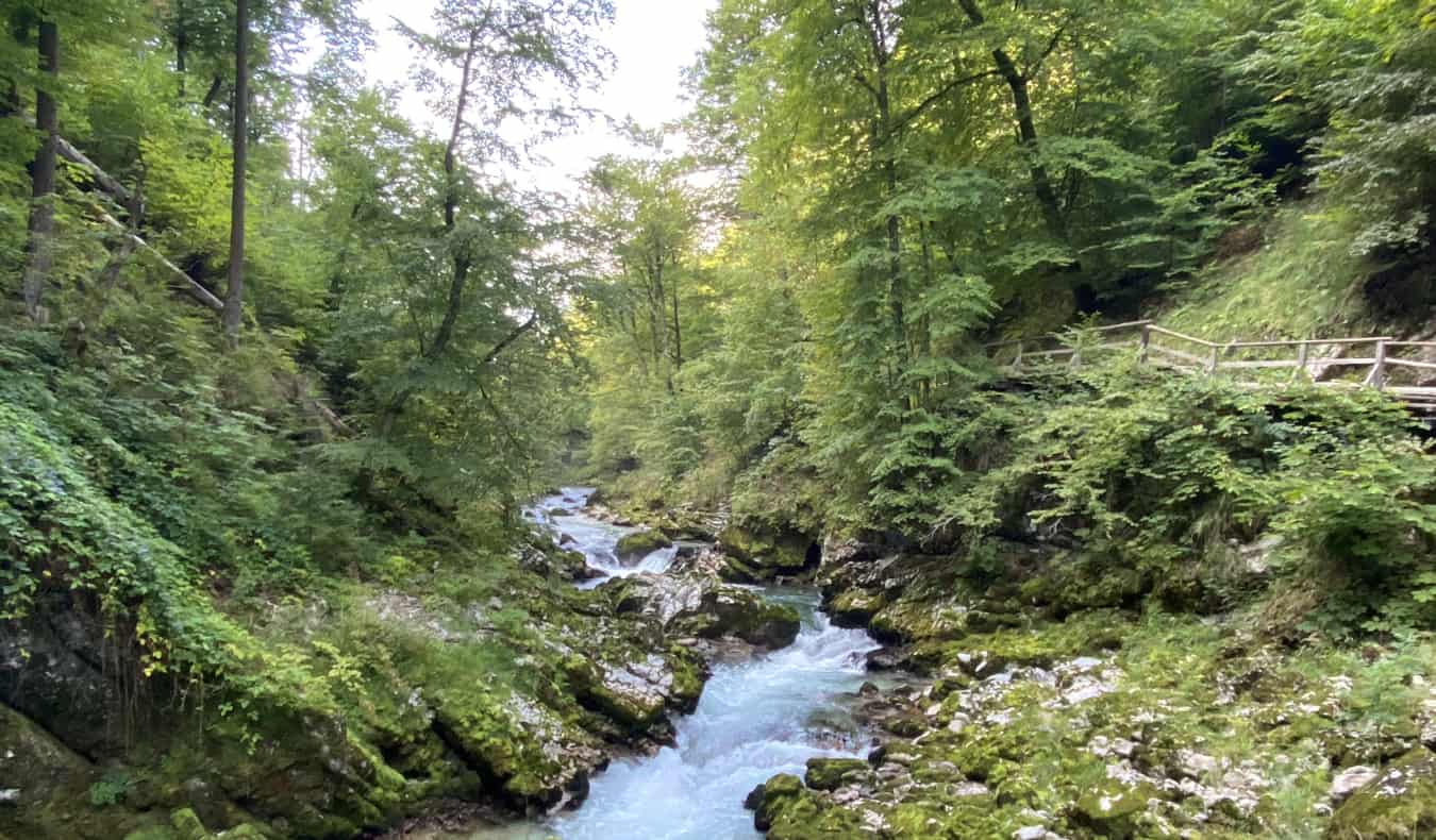 A narrow hiking trail surrounded by greenery in Slovenia