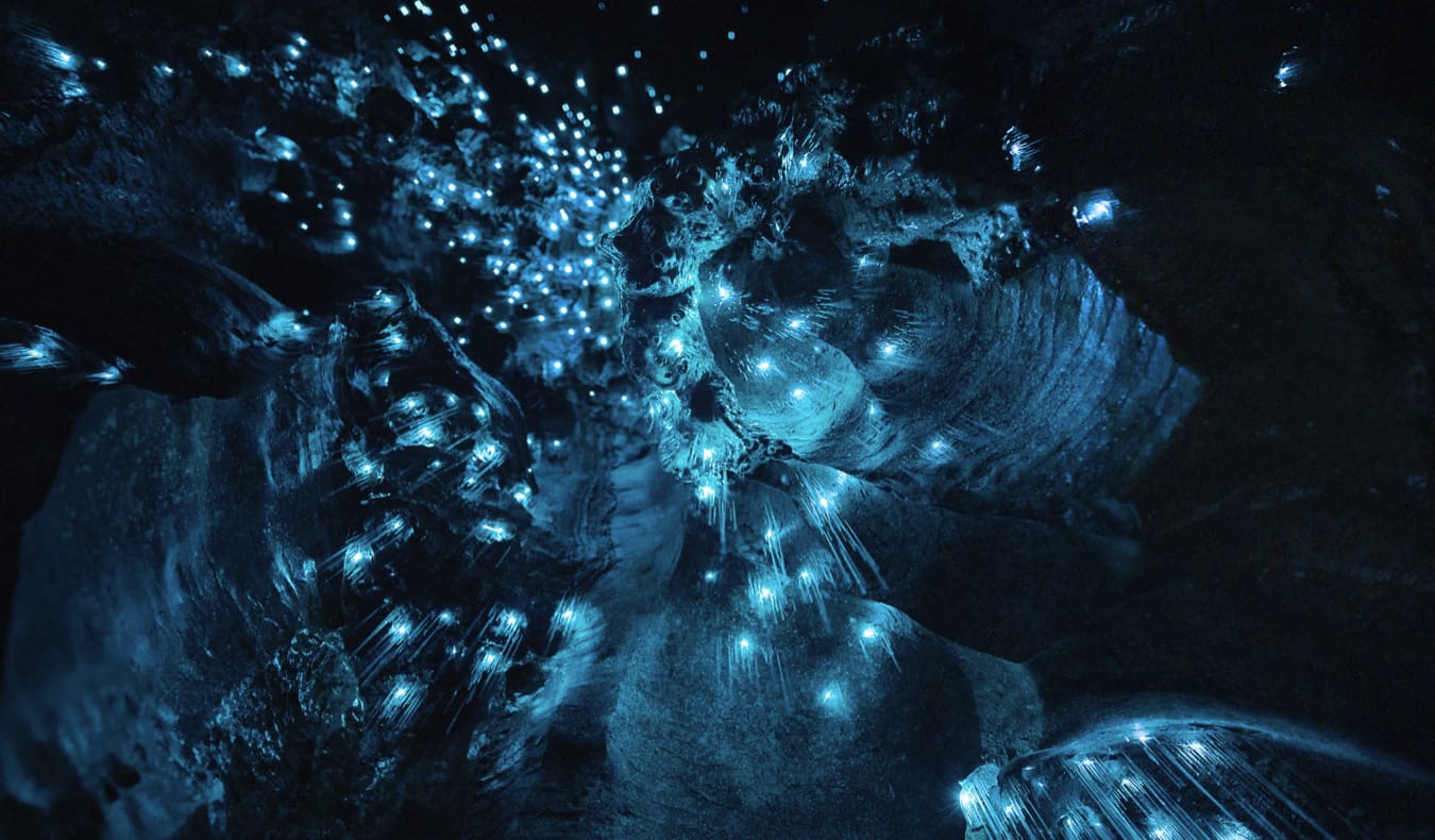 A Complete Visitor's Guide to the Waitomo's Glowworm Caves