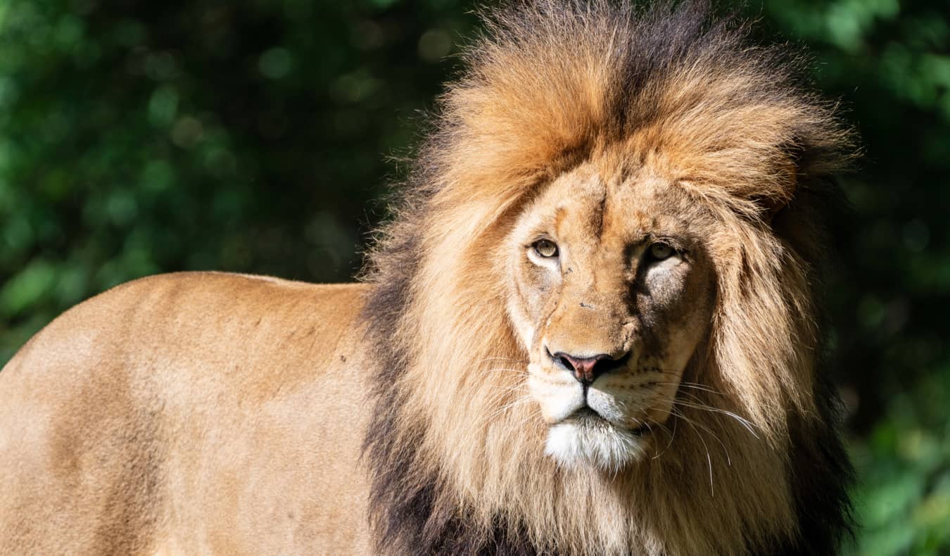 A lion at the Washington, DC national zoo