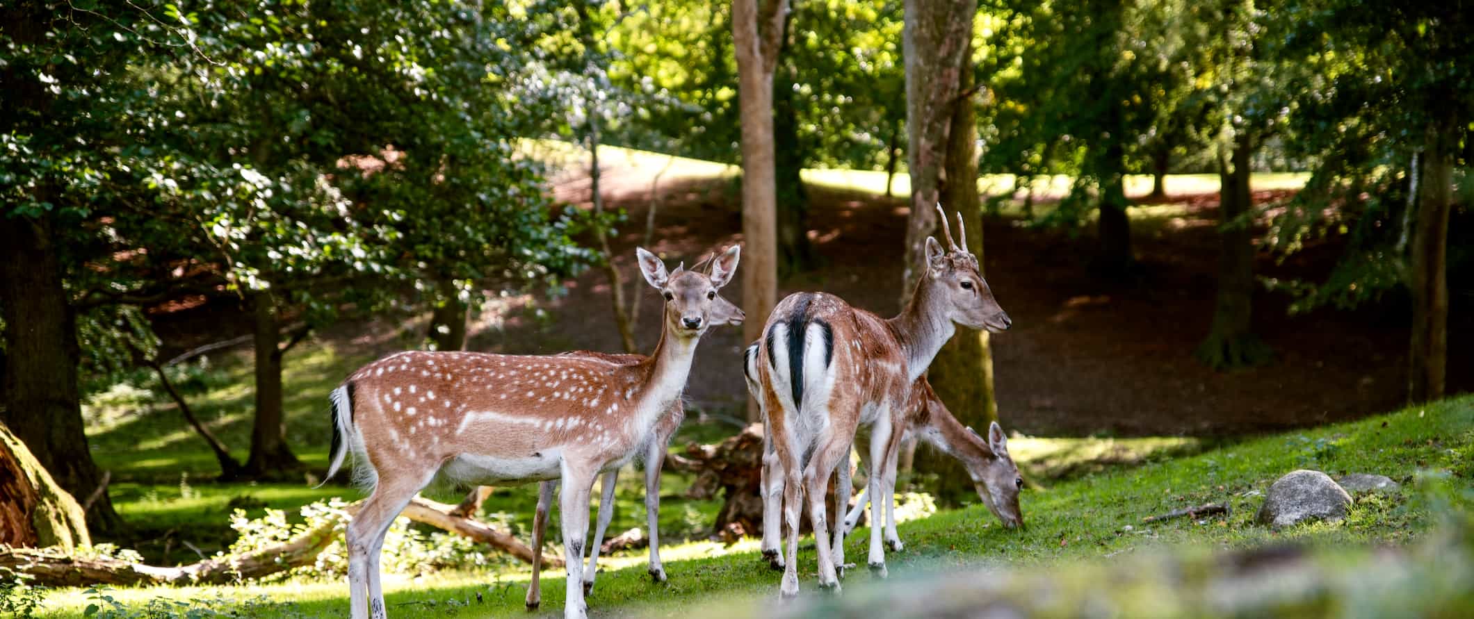 Small deer eating in the famous Deer Park in Aarhus, Denmark