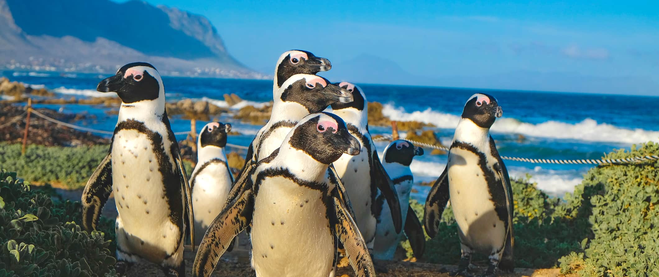 South Africa travel guide: Everything you need to know before you go