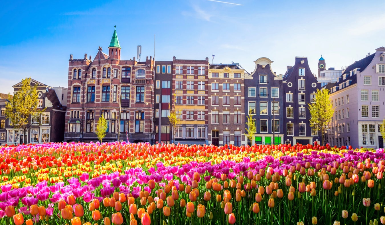 The iconic tulips of Amsterdam along the historic canal in summer