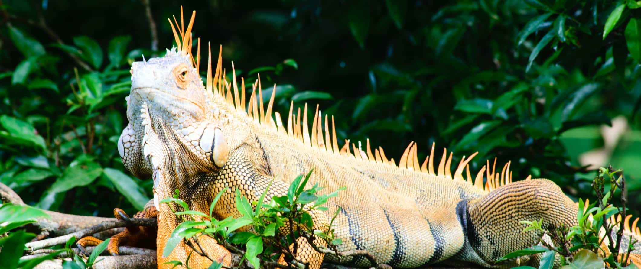 A large iguana lounging in the rainforests near Arenal, Costa Rica