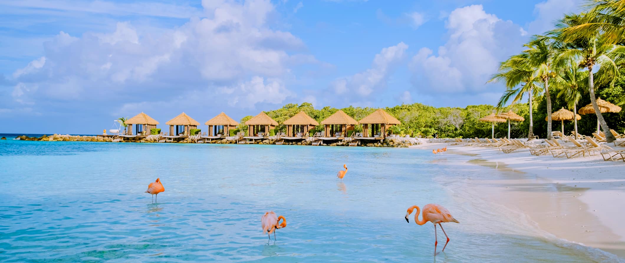 Flamingoes in the shallow water along the shores of Aruba