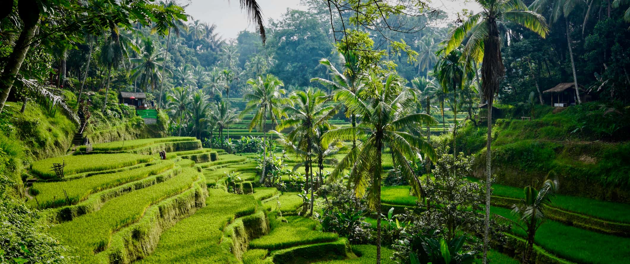 The lush green rice fields of Bali, Indonesia surrounded by towering jungle