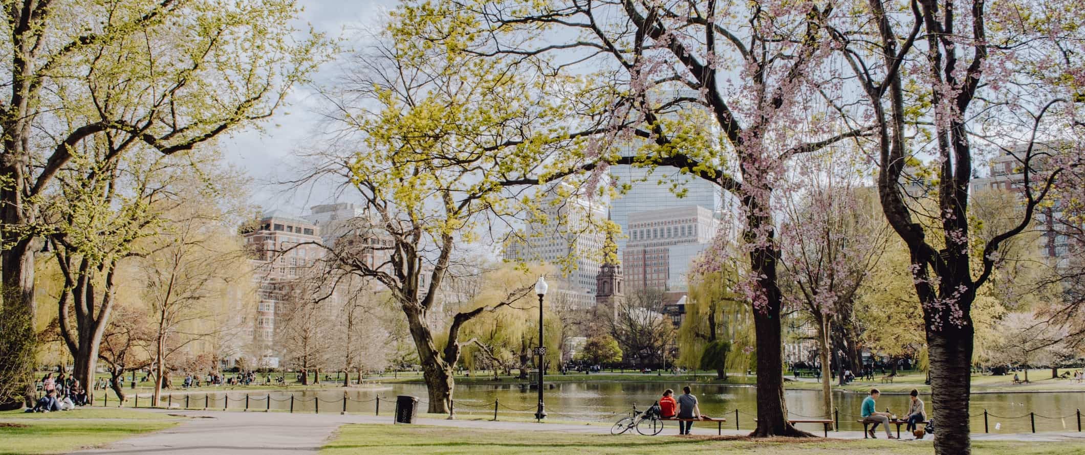People sitting around a pond with cherry blossoms in bloom and buildings in the distance in Boston Public Garden in Boston, Massachusetts.