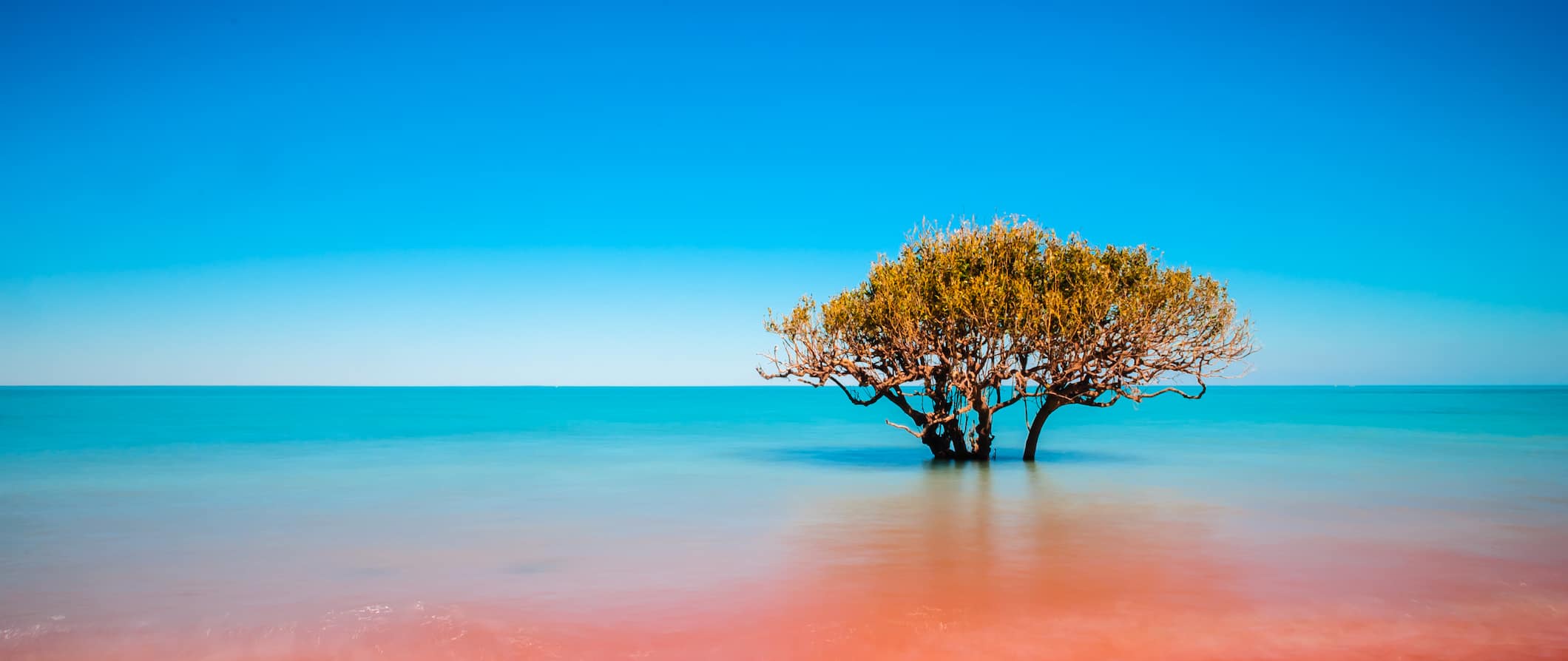 A lone tree in the mix of muddy waters on the coast of Broome, Australia