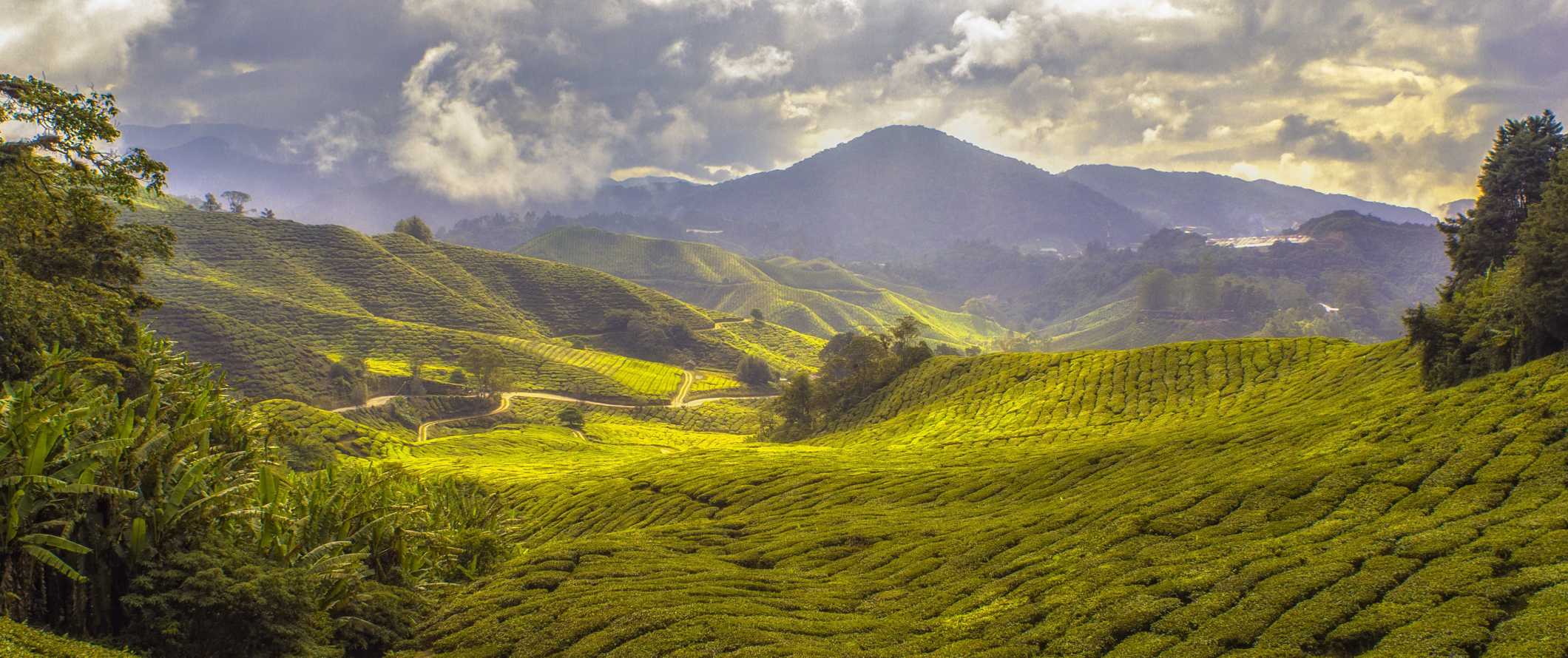 Stunning view of the Cameron Highlands, Malaysia and its lush, rolling green hills