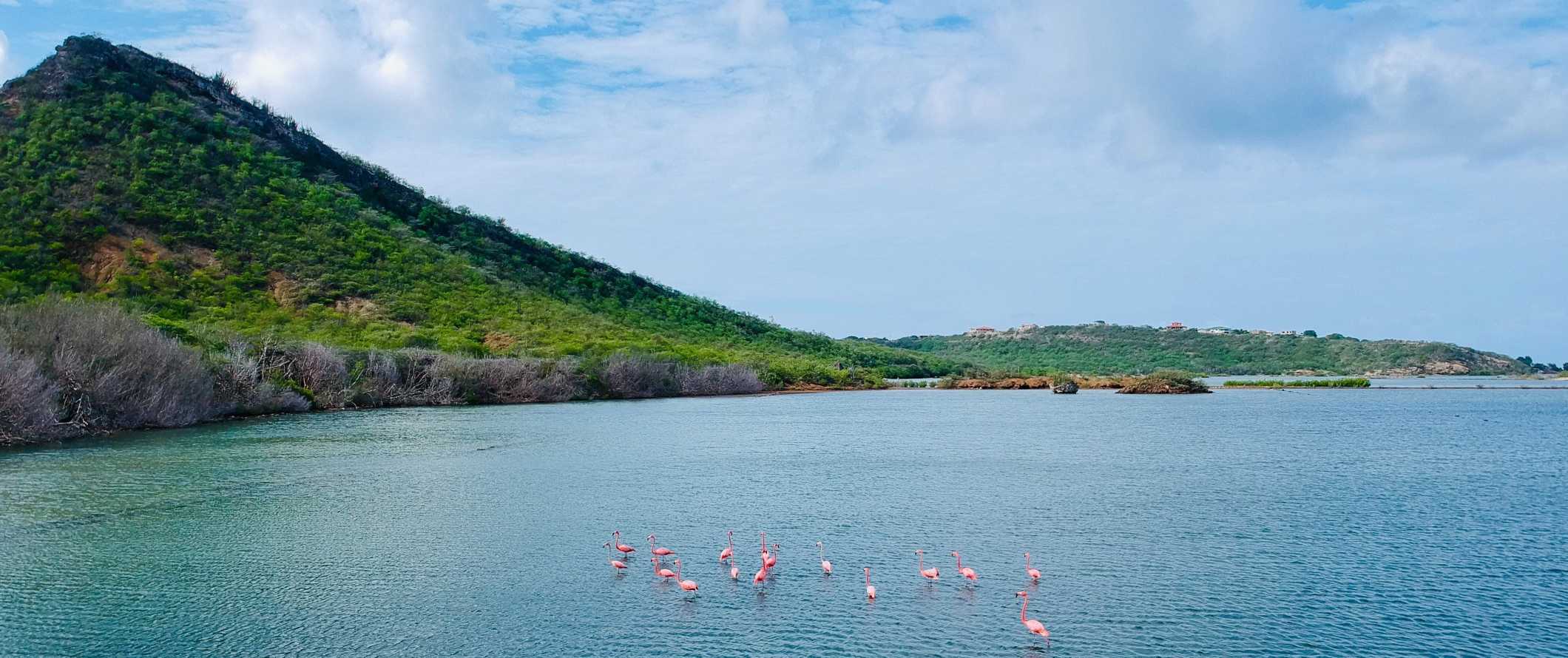 A flock of flamingos in the Caribbean Ocean off the store of a tropical island covered in lush greenery