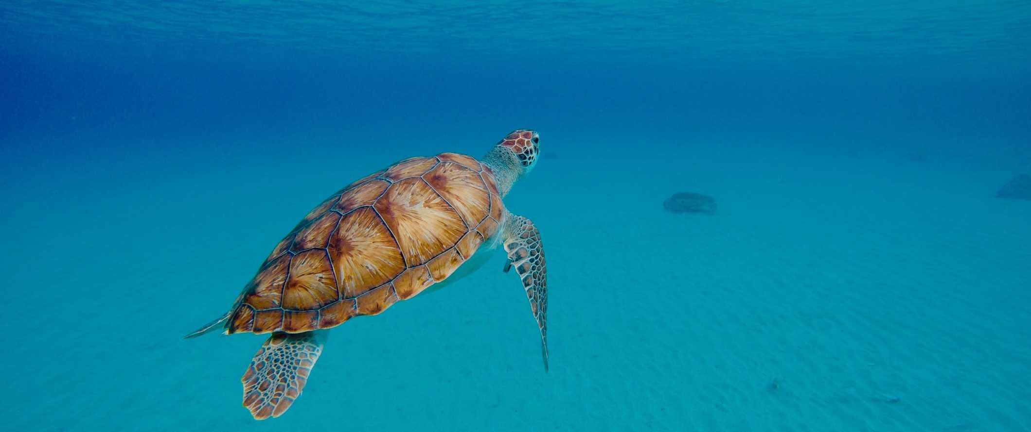 A sea turtle swimming through the clear waters in the Caribbean