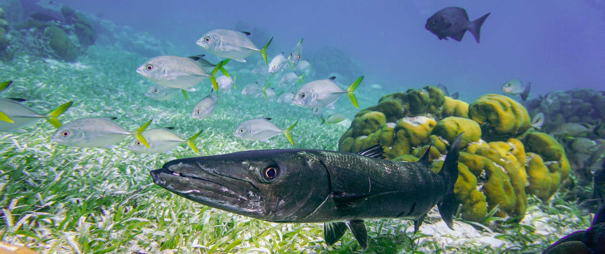 Snorkeling underwater with schools of fish in Caye Caulker, Belize