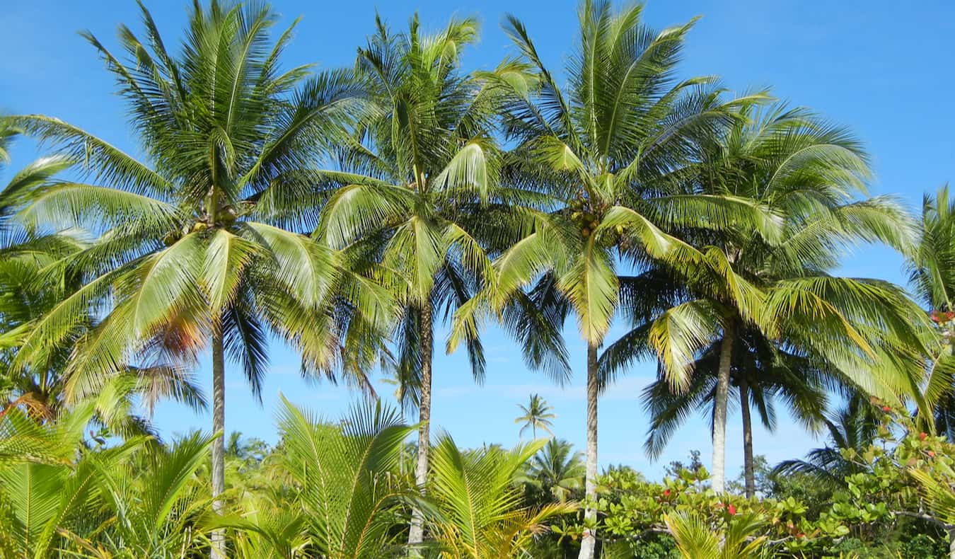 Palm trees on the lush coast of Panama, taken by Nomadic Matt