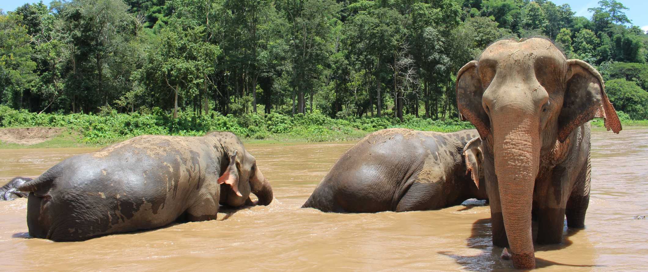 Elephants bathing in a river near Chiang Mai, Thailand