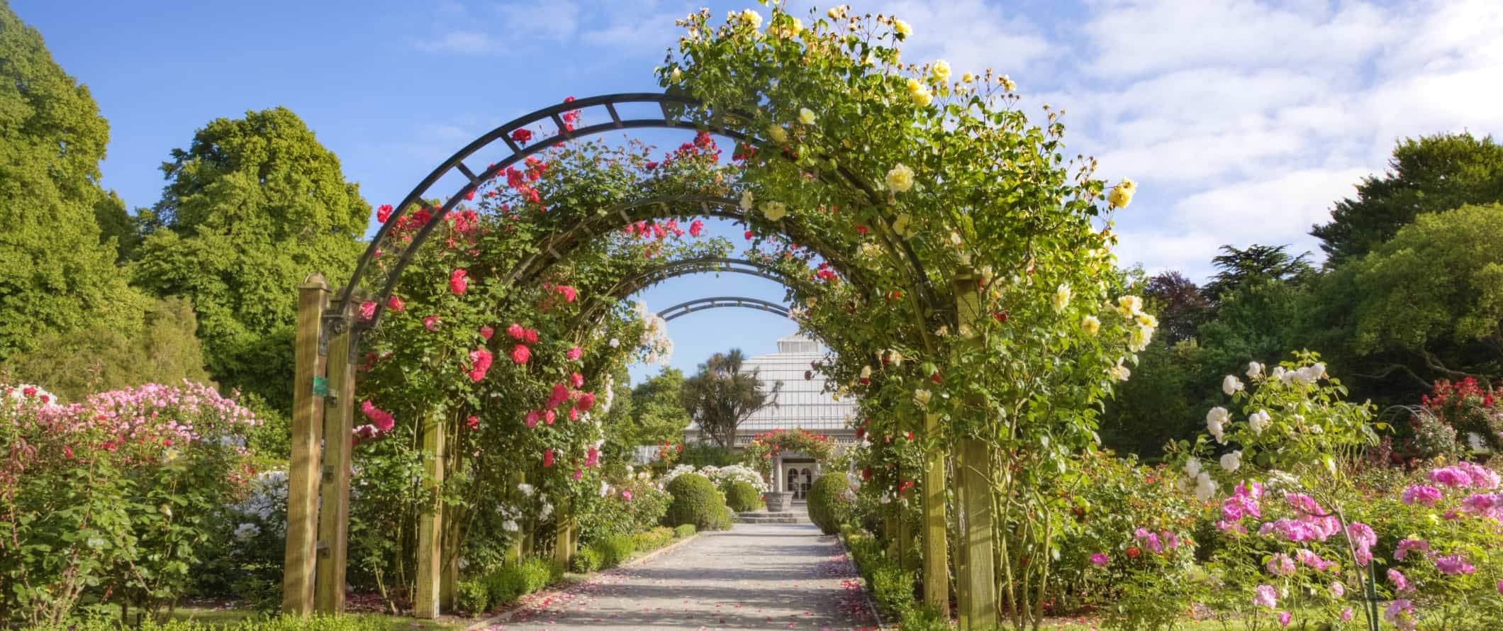 Flower-covered archway at the botanical gardens in Christchurch, New Zealand.