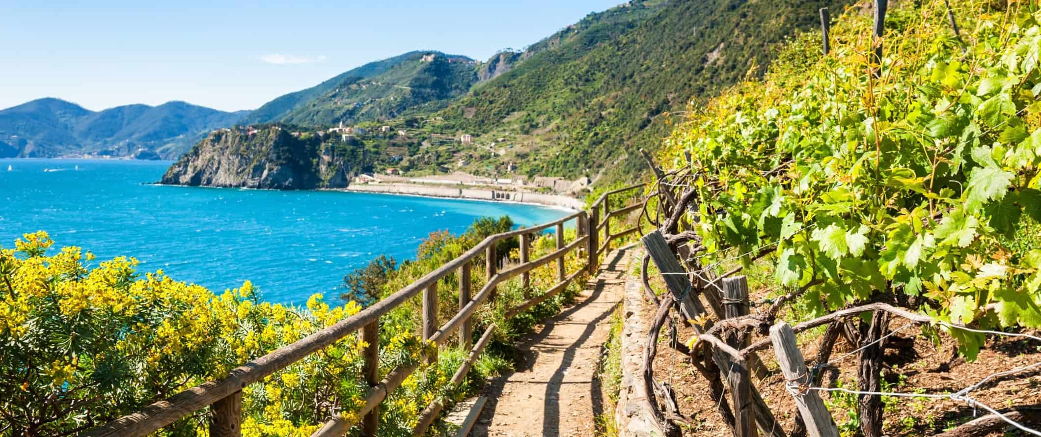 Seaside dirt trail lined with wooden railings on one side and vineyards on the other in the Cinque Terre, Italy.