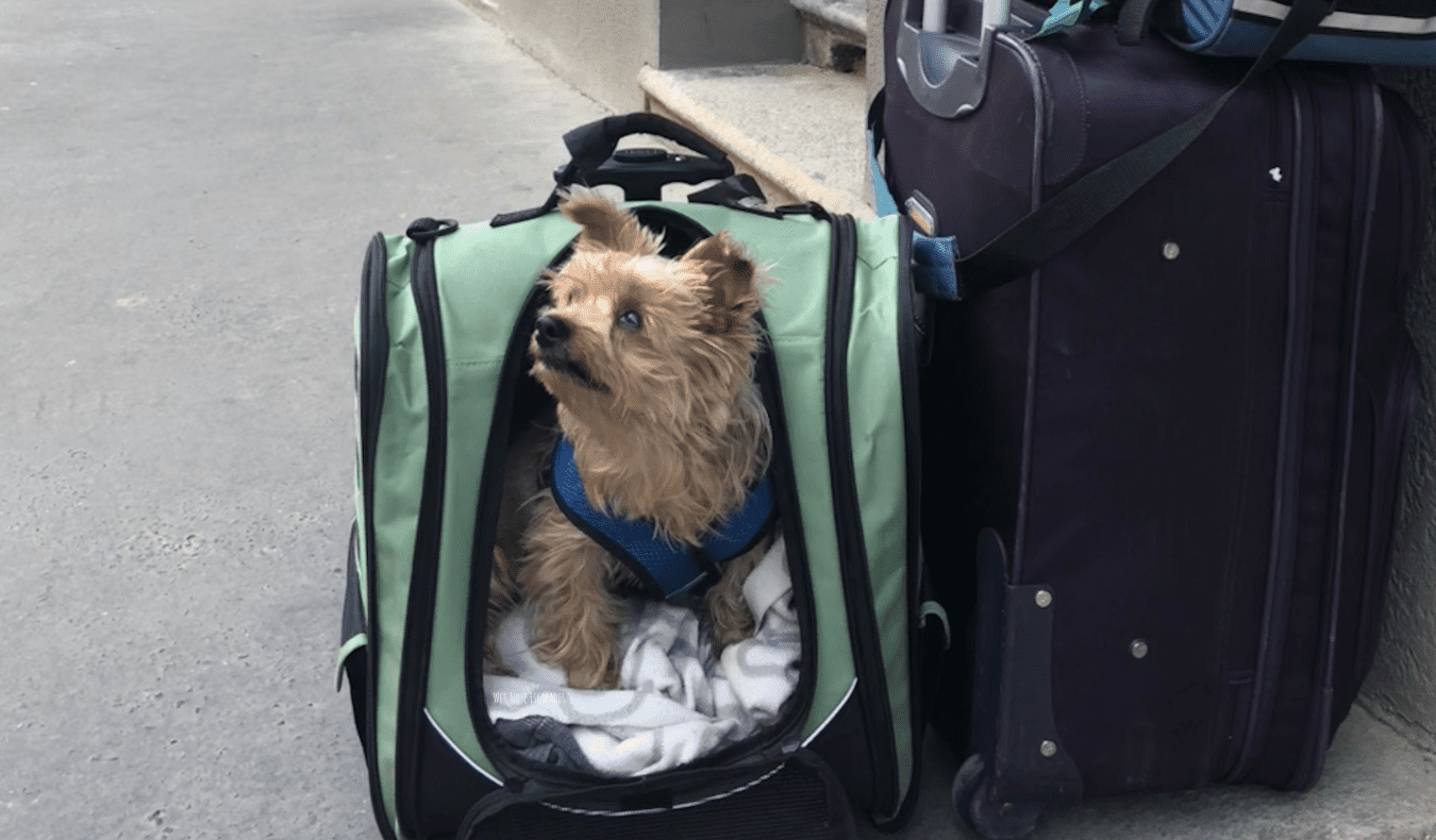 A small dog traveling with a dog carrier.