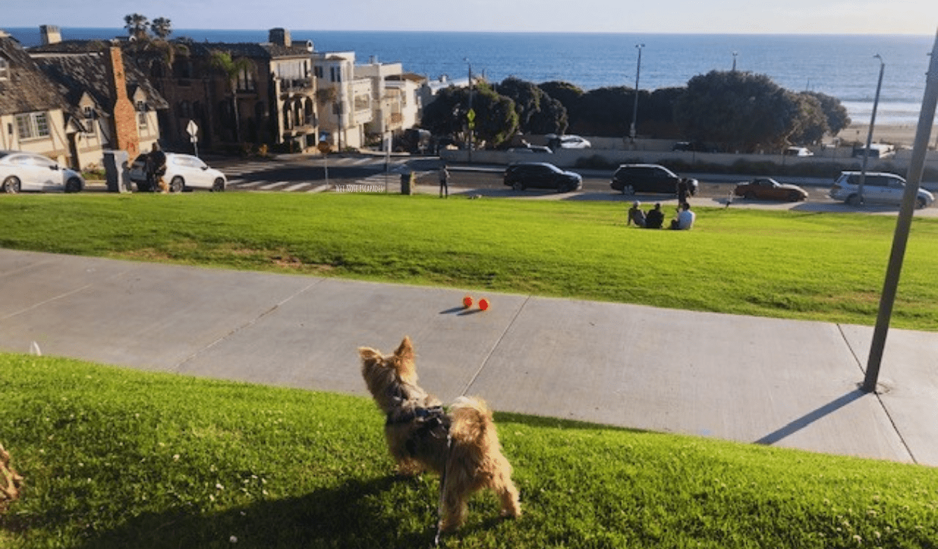 A small dog looking out over the ocean