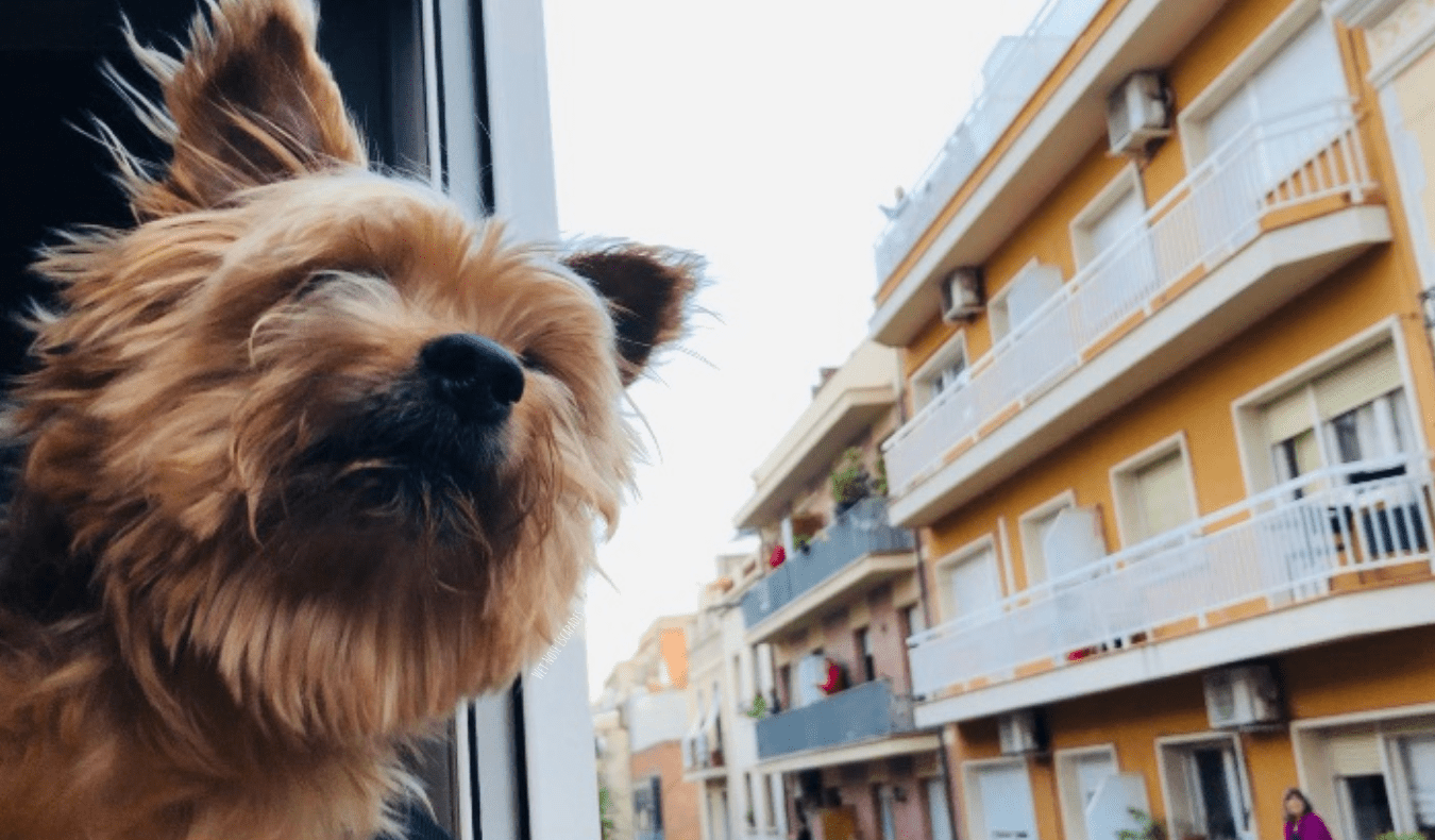 A puppy looks out the window when he goes to Europe